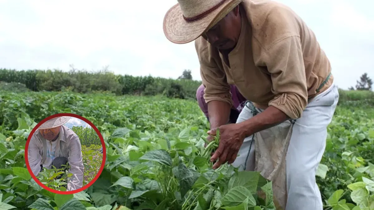 Ventanillas de apoyo al campo en el Edomex serán abiertas, estas serán las sedes