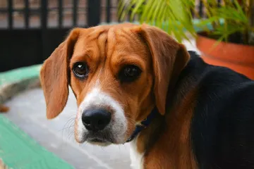 Jornada de vacunación antirrábica canina y felina en todo Edomex
