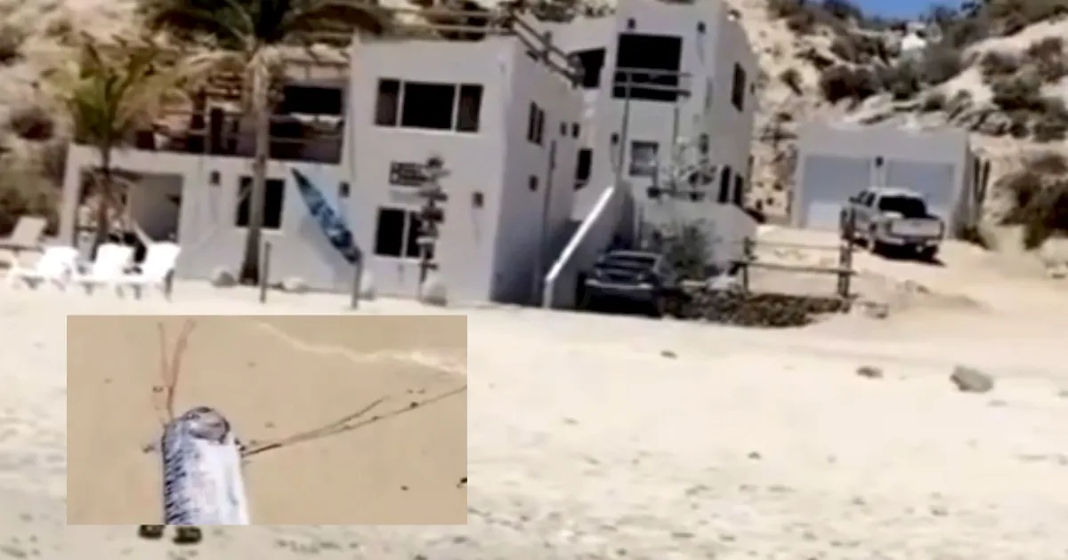 VIDEO: Aparece pez remo en playas de BCS, ¿presagio de un sismo en México?