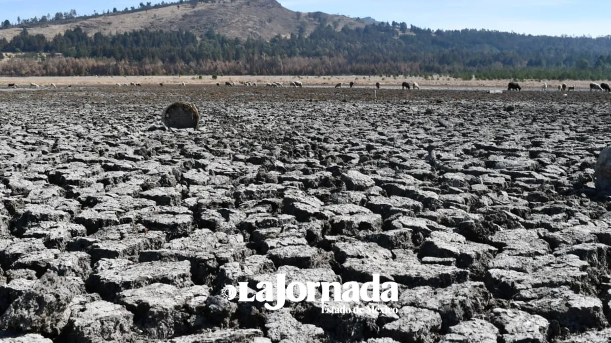 Toluca: Laguna del parque Sierra Morelos se seca