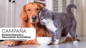 San Cristóbal Huichochitlán tendrá campaña de esterilización gratuita. Aquí los detalles