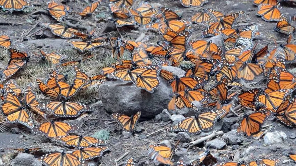 Autoridades ambientales  llegan a Edomex por cuidado de Mariposa Monarca