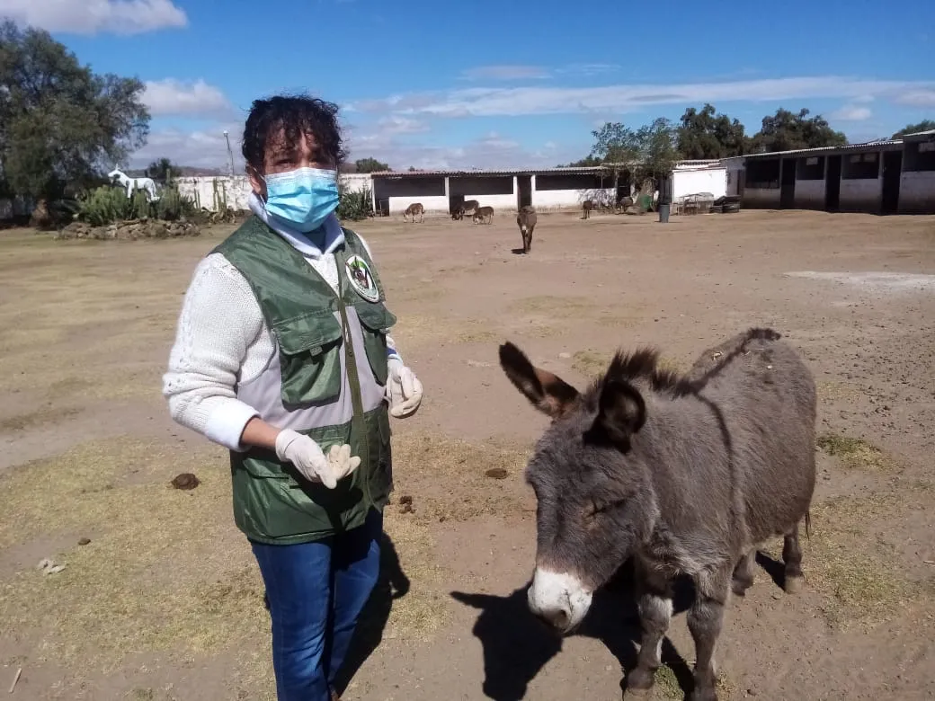 En riesgo de morir 50 ejemplares de “Burrolandia” por falta de alimento