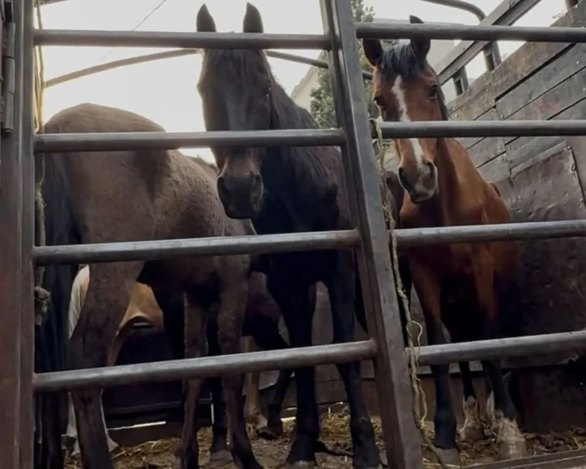 Confirman el rescate de cinco caballos en La Paz