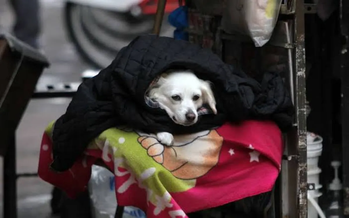 Toluca: dueños de mascotas buscan protegerlas de bajas temperaturas