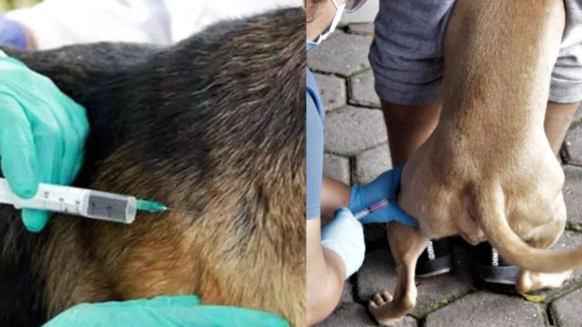 Edomex: Más de 320 mil mascotas libres de rabia tras Jornada de Vacunación