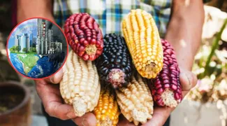 Cambio climático pone en riesgo la siembra de maíz nativo en Edomex este 2026