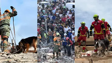 Binomios caninos mexicanos realizan labores de búsqueda y rescate entre los escombros tras los sismos registrados en Venezuela.