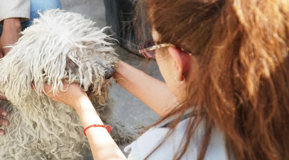 Ecatepec brindará atención a 19 perros rescatados del abandono: Esmeralda Vallejo