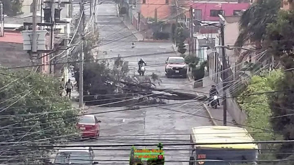 Fuertes vientos generan caos por caída de árboles en el Valle de México