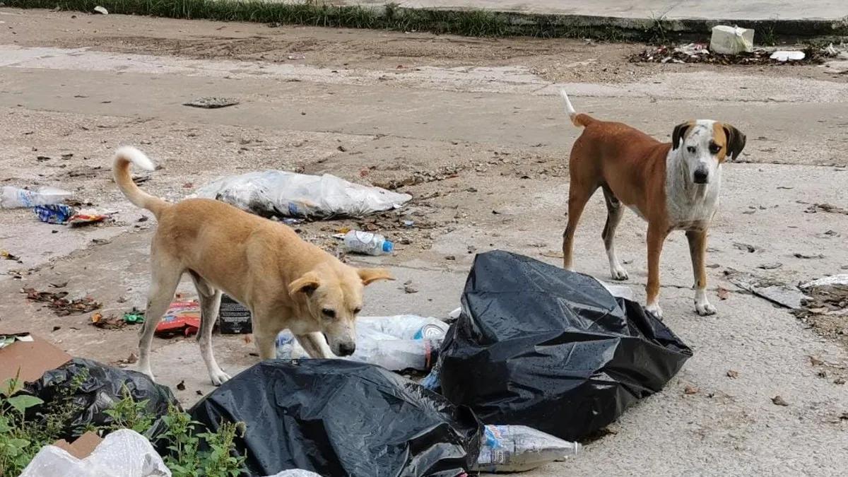 Heces caninas, un problema de salud pública