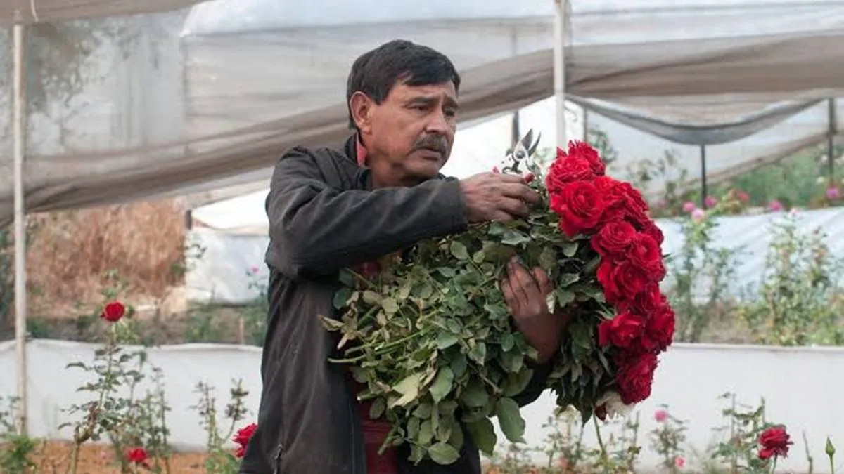 Se proyecta repunte en floricultura en fin de año para Edomex