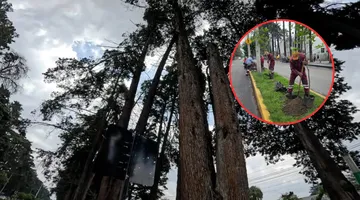 Sustituirán 26 árboles muertos y con inclinación severa ubicados en Paseo Colón