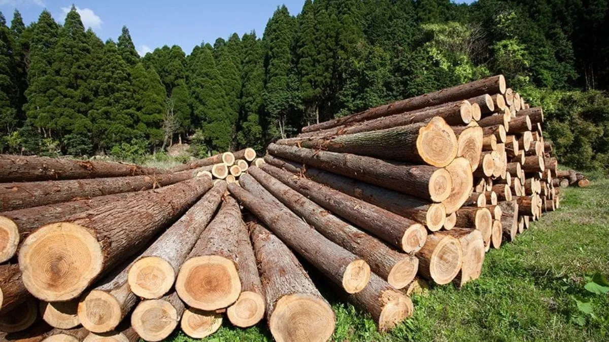 Diputados analizan agravar las penas en tala clandestina con cárcel entre 10 y 20 años
