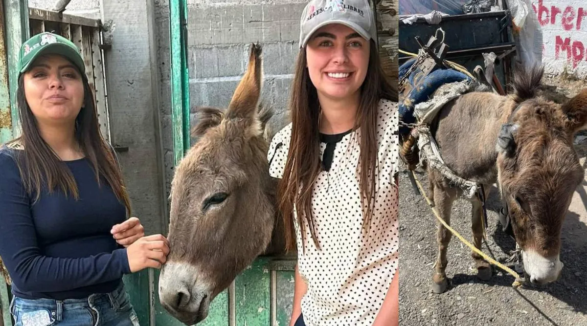 Activistas piden a las candidatas atender tema de maltrato animal en Edomex