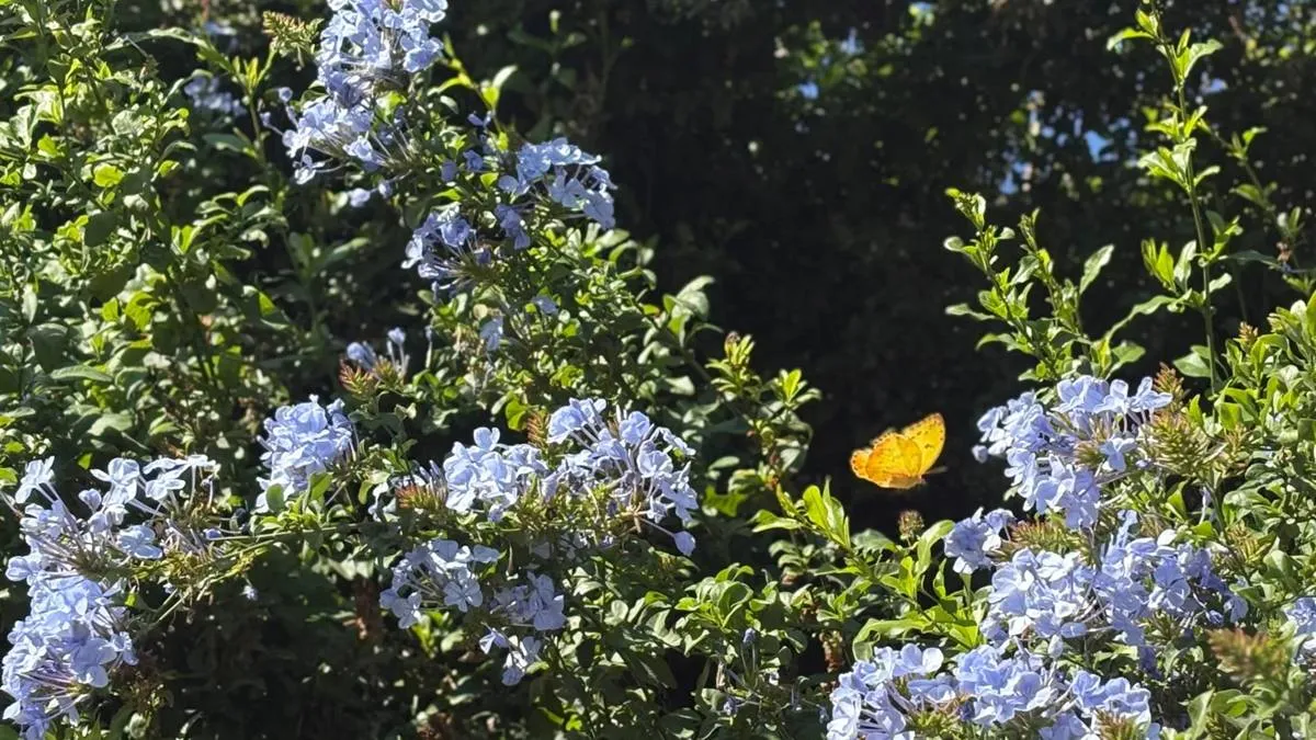 Observa gratis mariposas en Ecatepec durante estas vacaciones
