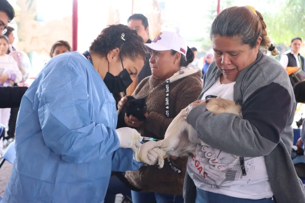 Chimalhuacán supera meta de esterilizaciones caninas y felinas con más de 13 mil intervenciones