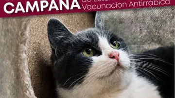 La Constitución Totoltepec realizará campaña de esterilización este 18 de junio
