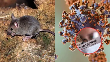 ¿Qué es el hantavirus de los Andes y cómo se transmite de persona a persona?