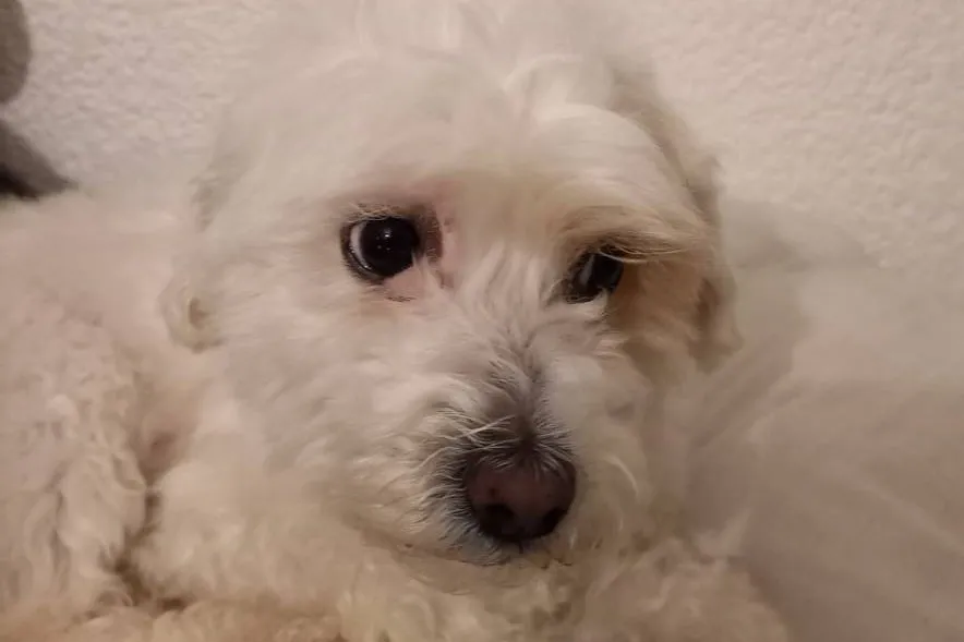 Cáncer en perros: Pon atención a los síntomas
