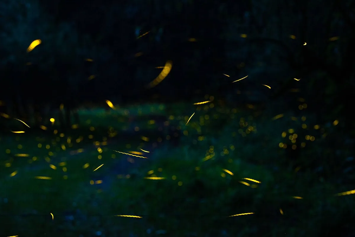 Listo Edomex para recibir a las luciérnagas en ecoparques