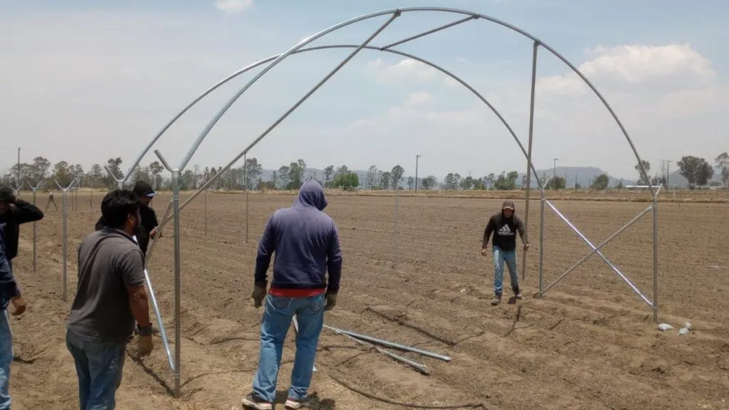 Chapingo construye macrotúnel experimental para apoyar al campo