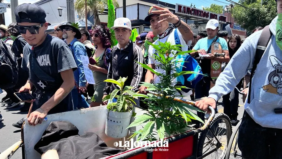 Video: Inicia rodada a favor del uso recreativo de la marihuana en Toluca