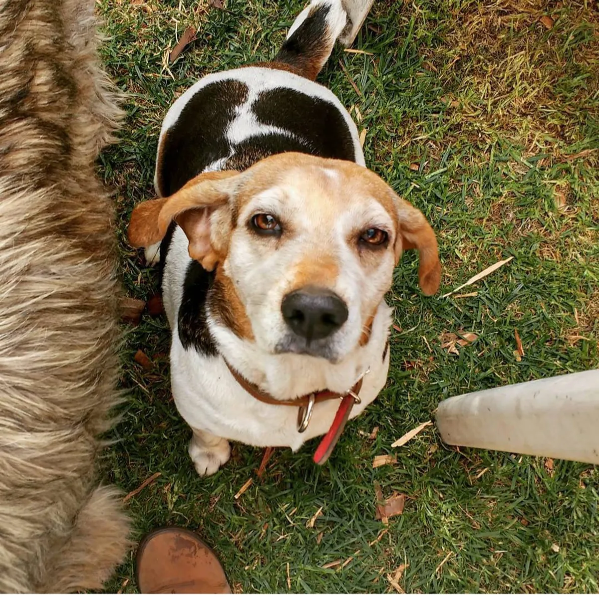 Cáncer en perros: Pon atención a los síntomas