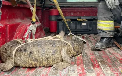 Cocodrilo aparece en calles de Cuautitlán Izcalli; autoridades lo aseguran