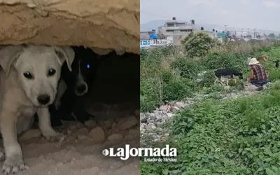 Perros ferales proliferan en el Canal de la Compañía