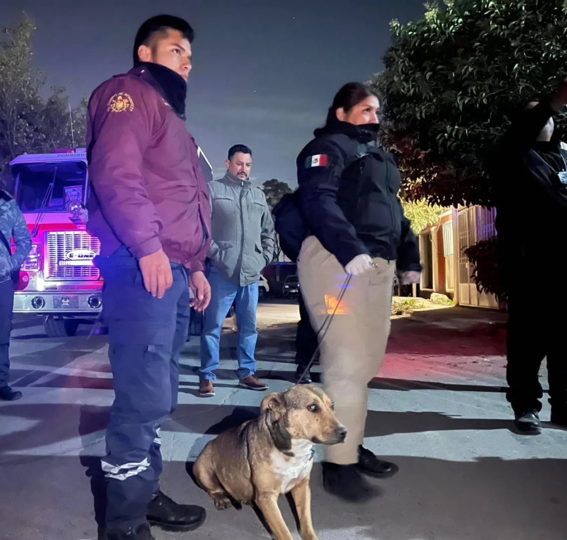 (VIDEO) Perros maltratados y otros sin vida fueron hallados en antirrábico clandestino en Zumpango
