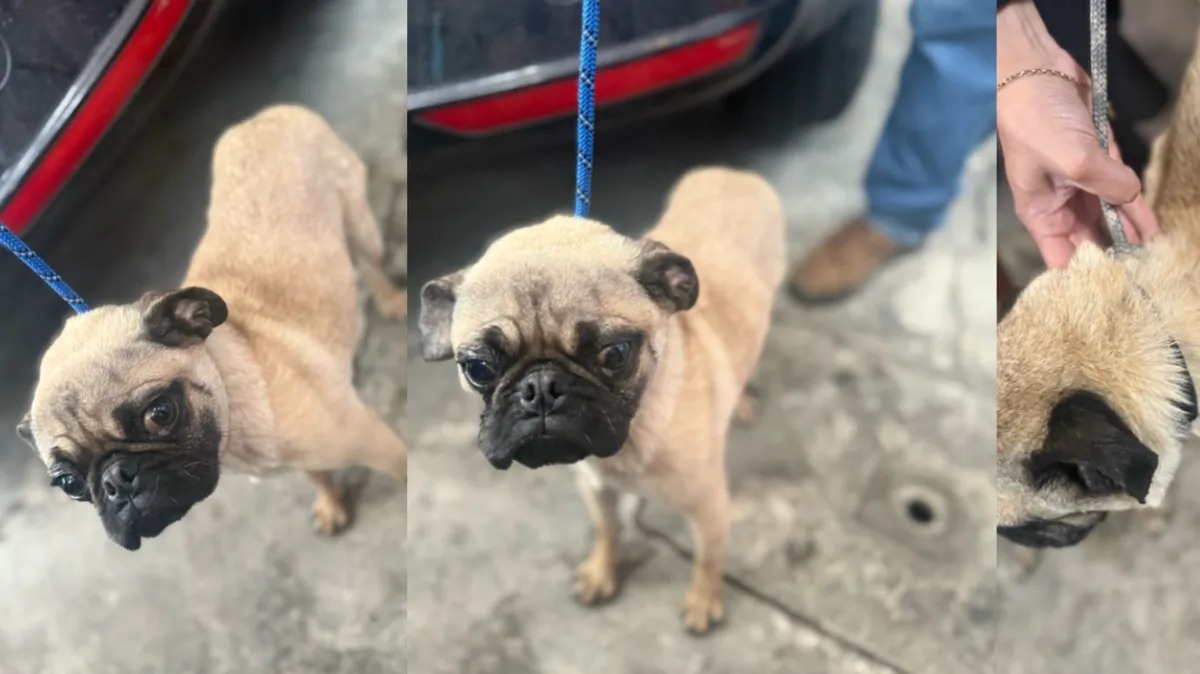 Perros son rescatados en condiciones de maltrato en Naucalpan y Metepec