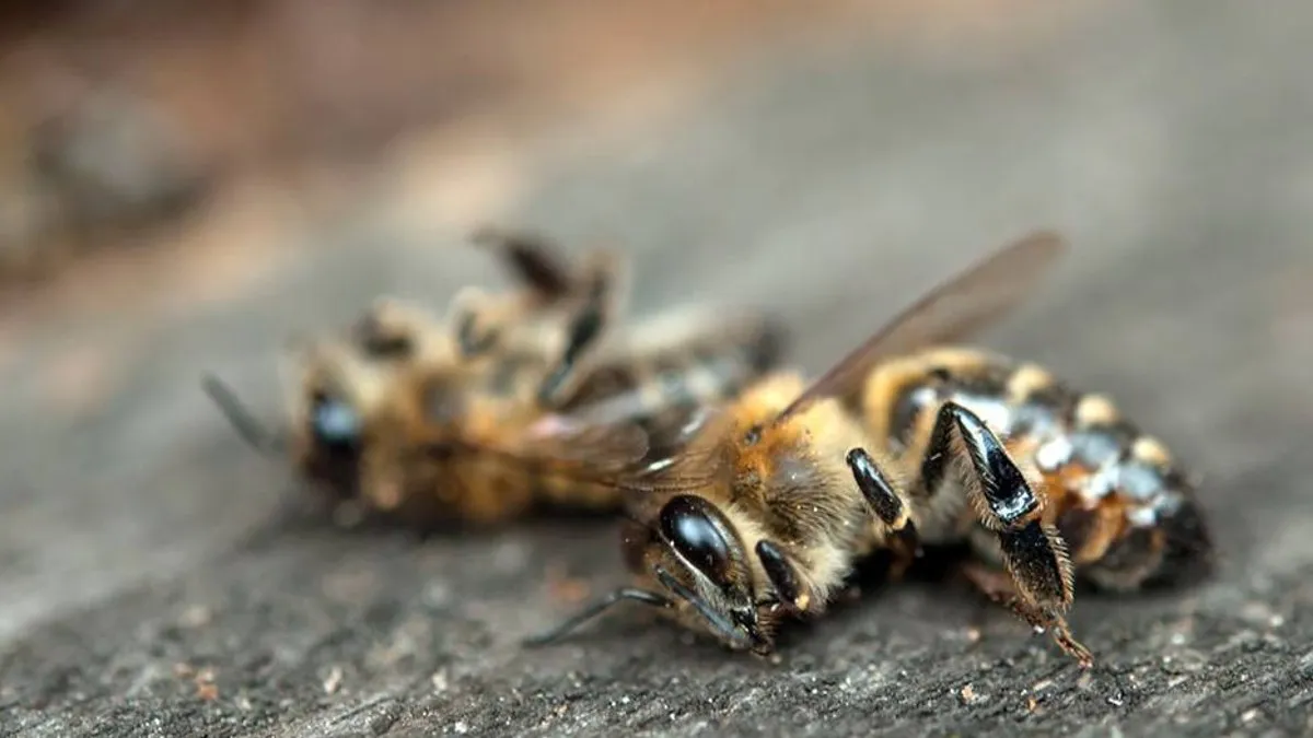¡Triste! Las abejas están explotando de calor