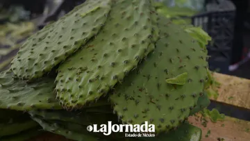 El precio del nopal se dispara hasta 10 veces su costo