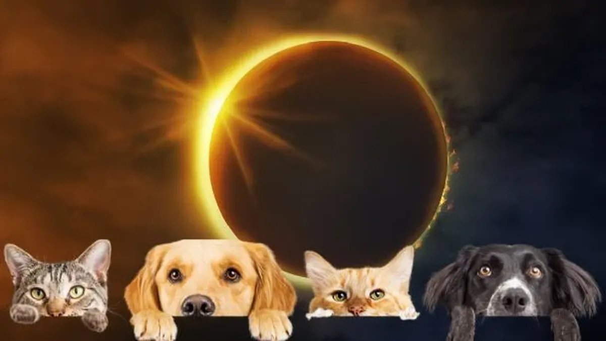 ¿Qué comportamiento tienen los animales durante el eclipse?