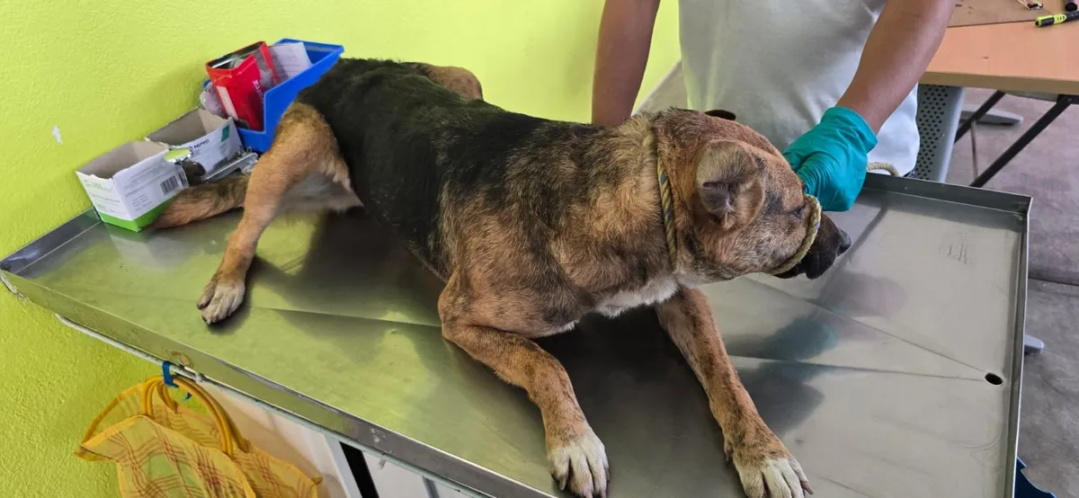 Toluca llama a manejar con responsabilidad para evitar atropellar a animales