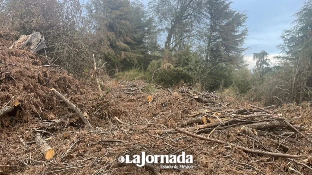 Tala ilegal en el Estado de México: crimen organizado y desafíos ambientales