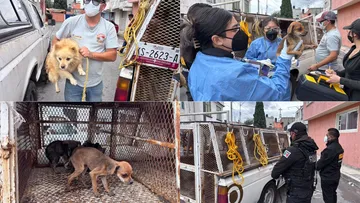 Toluca: Rescatan a 10 perritos y un gato tras reporte de maltrato animal
