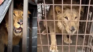 El ejemplar permanecerá bajo resguardo temporal mientras la Profepa determina su destino final. Autoridades señalaron que el inmueble donde fue hallado no cumplía con los permisos requeridos para la tenencia de fauna exótica.