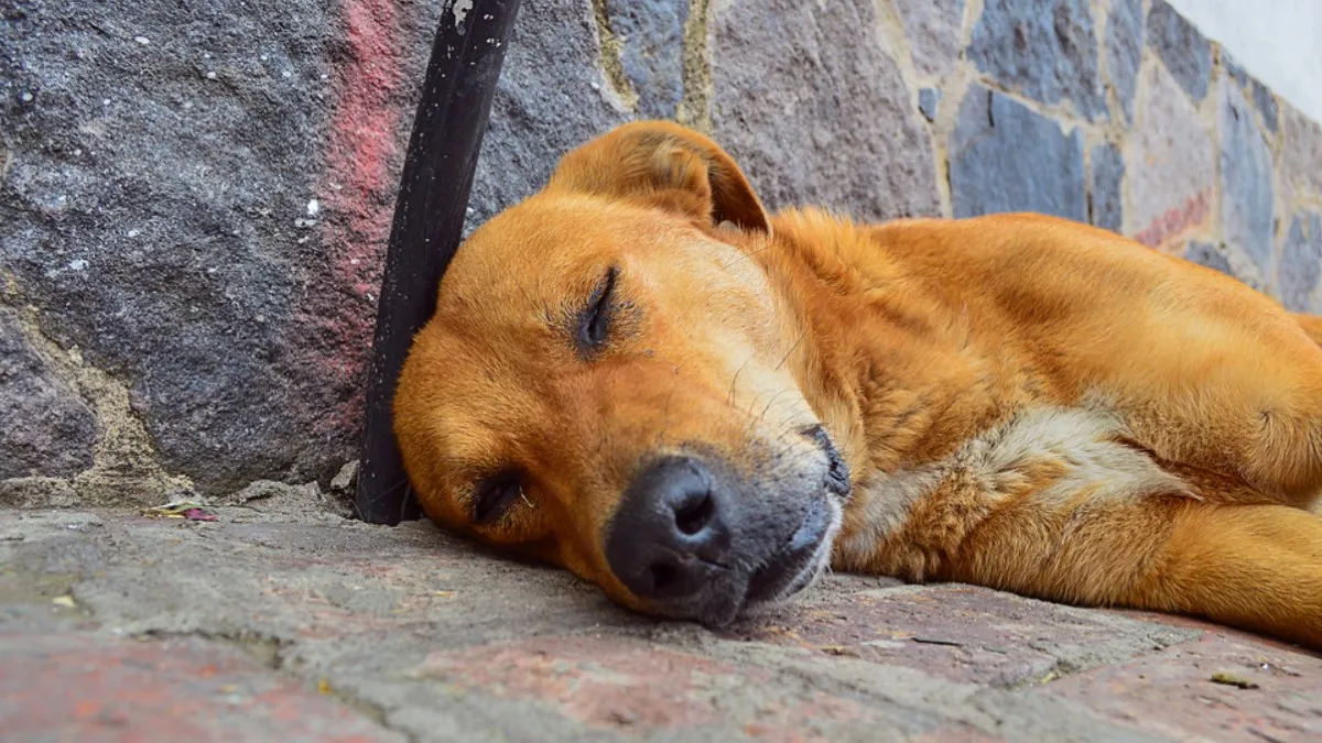 (VIDEO) Captan a hombre atacando a perrito con una gran piedra