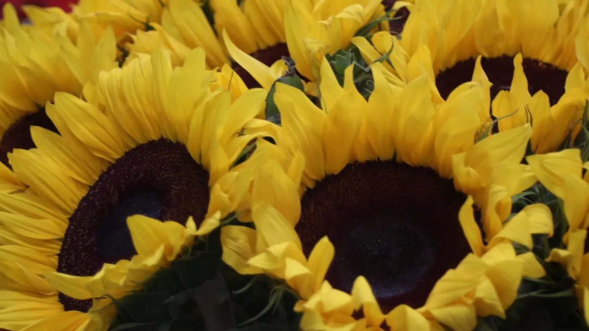Edomex lidera producción nacional de flor para el Día de las Madres: Secretaría del Campo