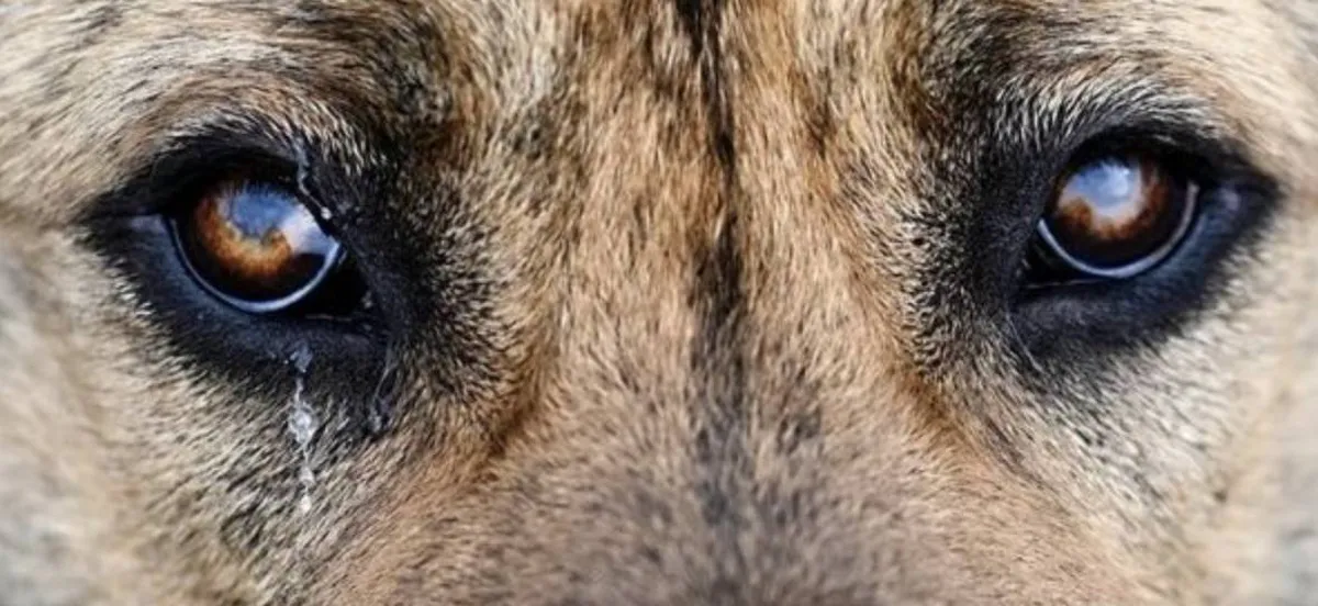 Cómo denunciar el maltrato animal en Edomex