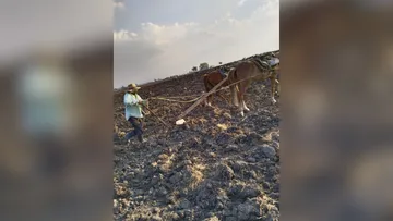 Yuntas adornadas recorrían el antiguo Otzolotepec campesino