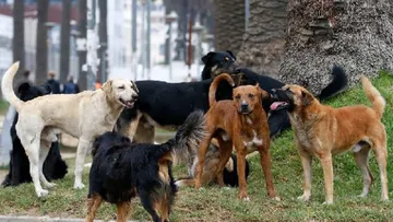 Crisis de perros callejeros en Edomex obliga a municipios a invertir en vacunas y esterilizaciones