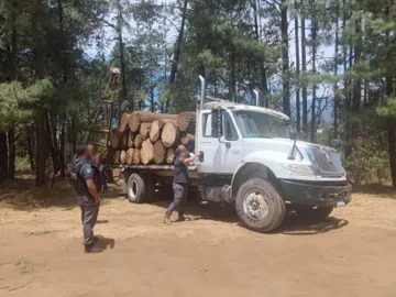 Detenidos cuatro responsables de delitos contra el medio ambiente