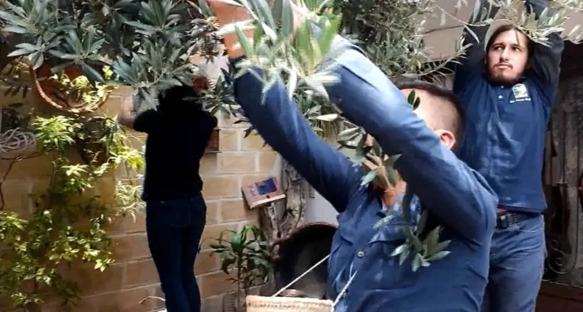 Cultivo de olivo en Chimalhuacán, tesoro en medio de la mancha urbana