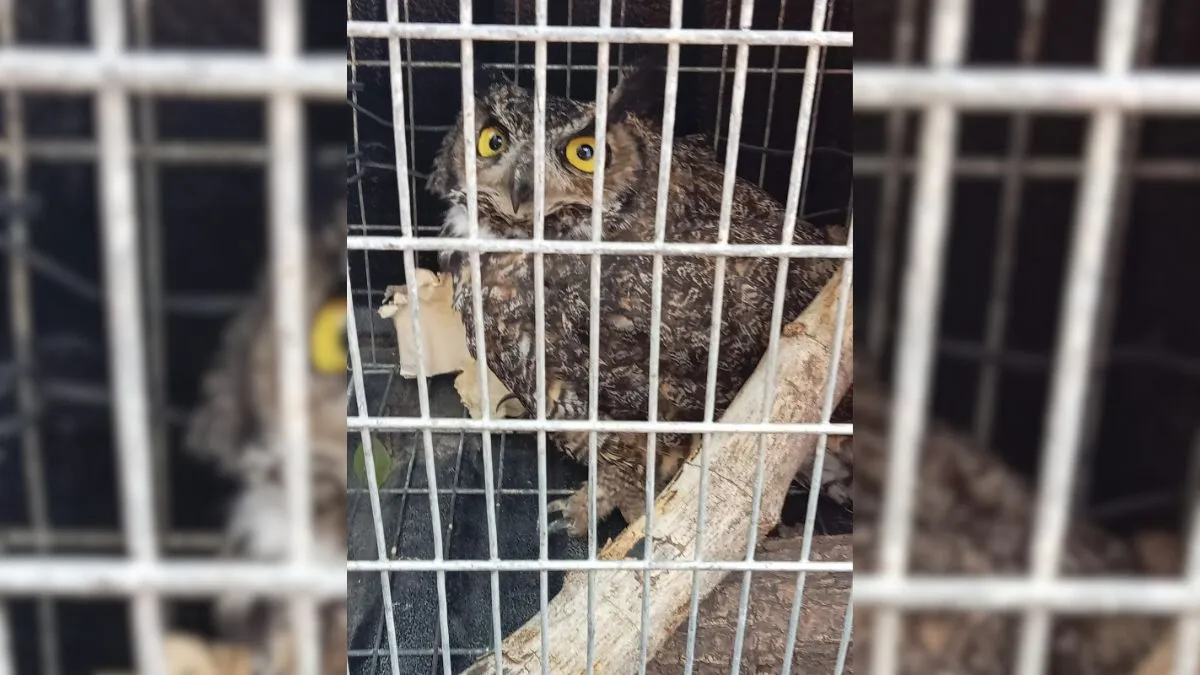 Rescatan a un búho y un halcón en Ixtapaluca