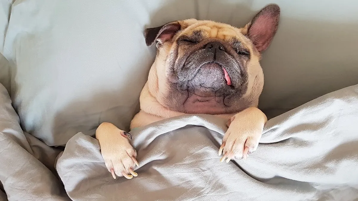 ¿Mi perro tiene pesadillas? Aquí te decimos las fases de sus sueños