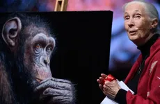 Jane Goodall, pionera en estudio de los chimpancés, muere a los 91 años