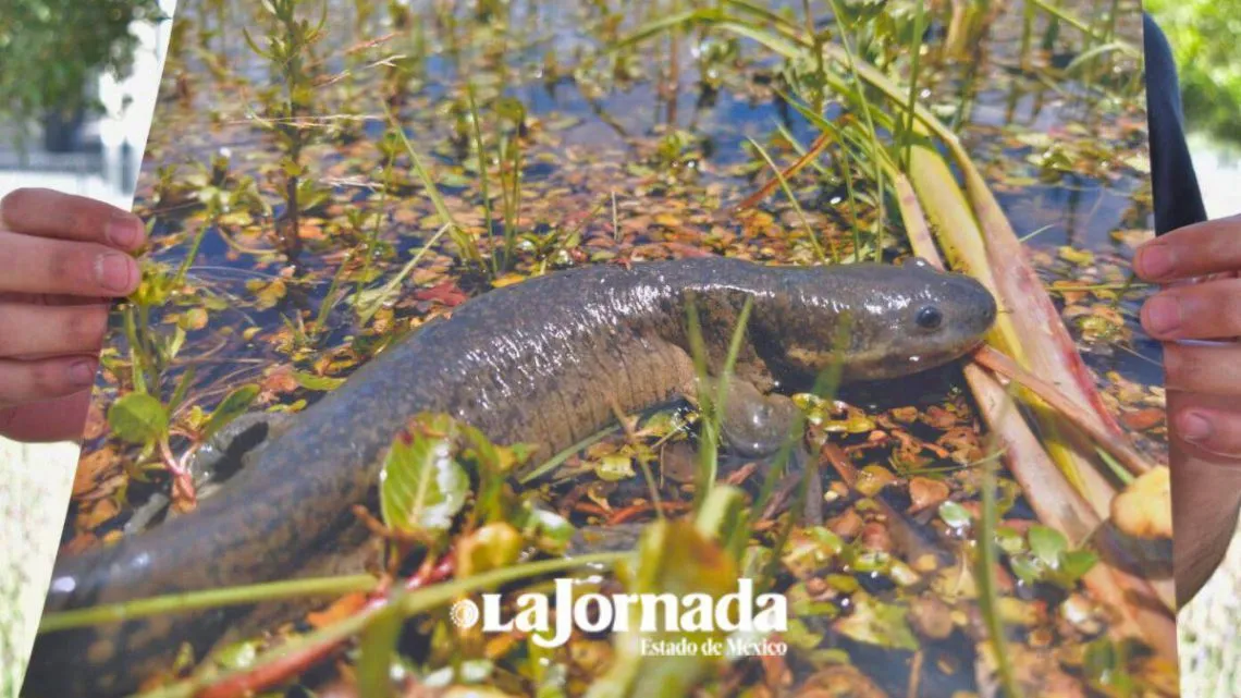Es necesaria reestructuración en Comisión Estatal de Parques y Fauna: Ambientalistas